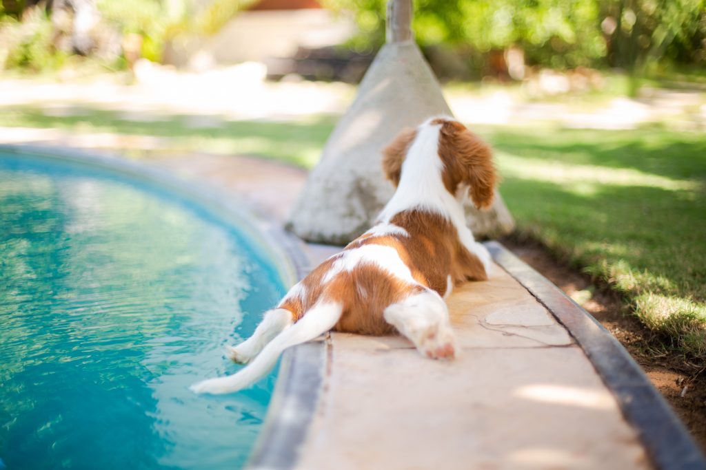 Is Hydrotherapy Beneficial for Arthritic Dogs, and Is It Possible for Them to Experience Its Effects?