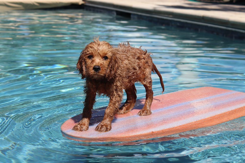 Several Reasons Hydrotherapy for Dogs Is Increasingly Popular